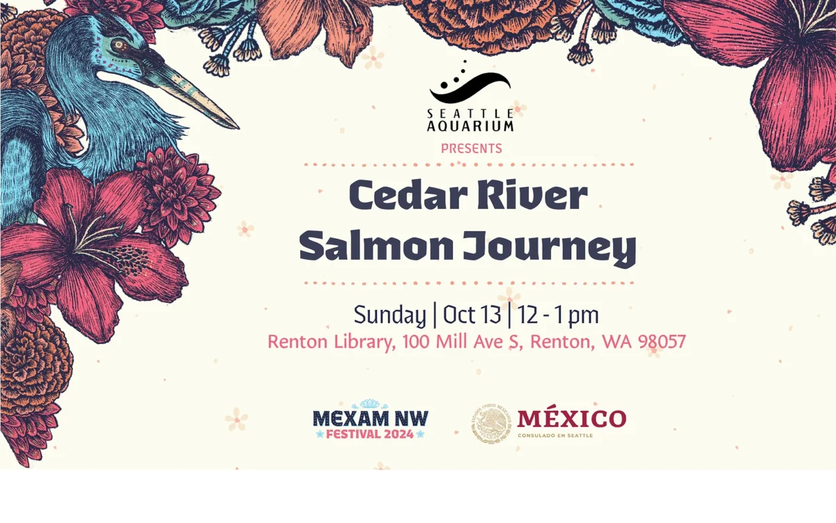 Advertisement for Cedar River Salmon Journey - Sunday Oct. 13 from 12-1pm at the Renton Library.